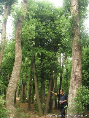 湖南香樟 ,湖南移栽香樟,湖南香樟 大规格香樟_乔木_世界工厂网